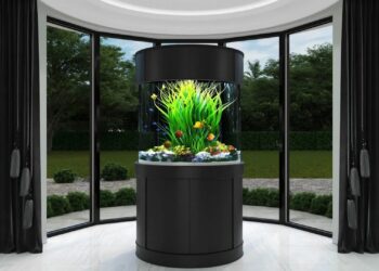 A Complete Guide to Aquarium Placement for Good Fortune at Home